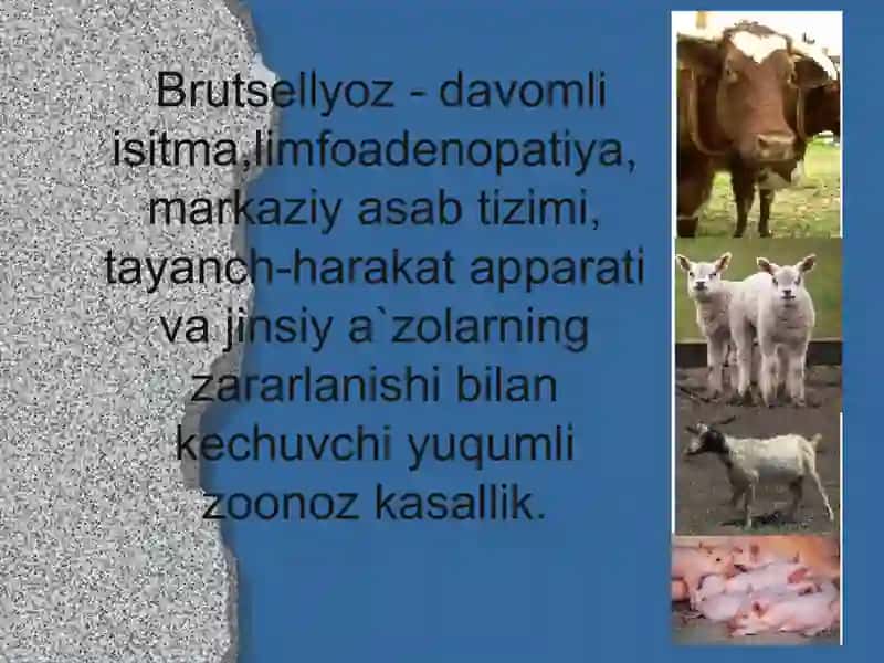 Brutsellyoz kasalligi 4