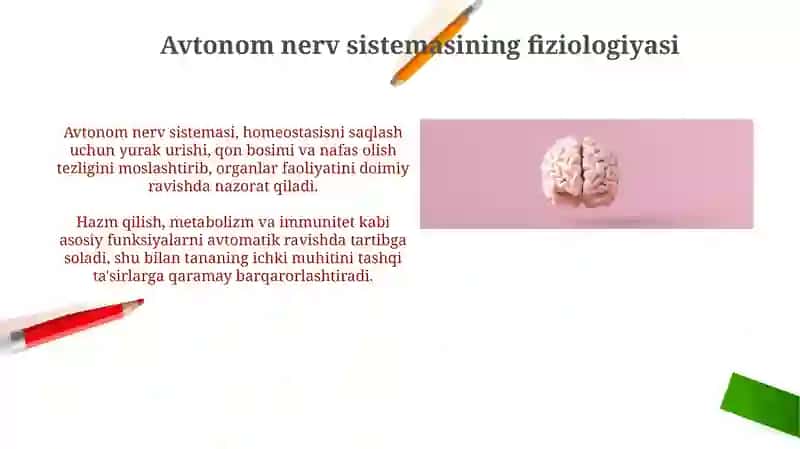 Avtonom nerv sistemasi 4