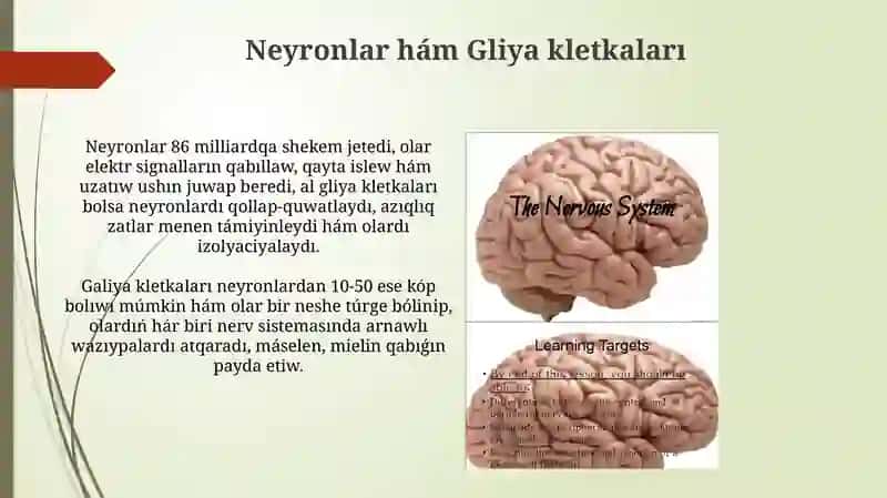 Nerv sistemasının' du'zilisi 4
