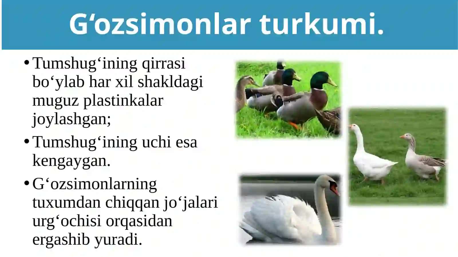 Suv havzasi va sohil qushlari 4