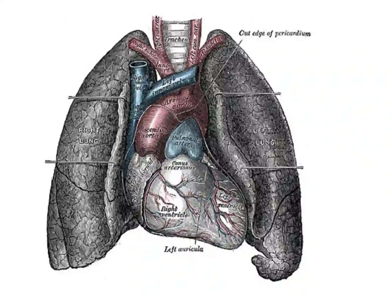 Oʻpka(pulmones) 4