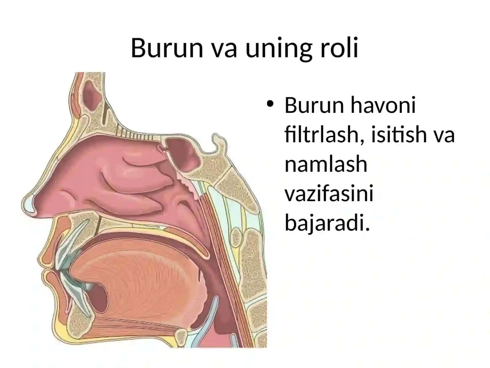 Nafas olish fiziologiyasi 4