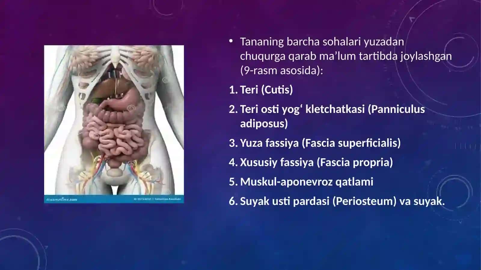 Klinik anatomiya va tana tuzilishining asosiy qonuniyatlari 4