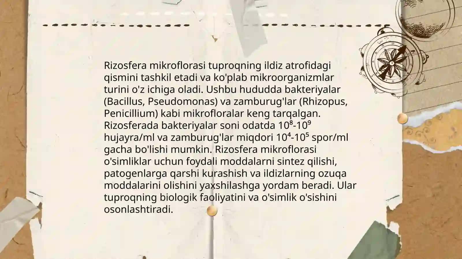 Rizosfera mikroorganizmlarini turlari va sistematikasi 4