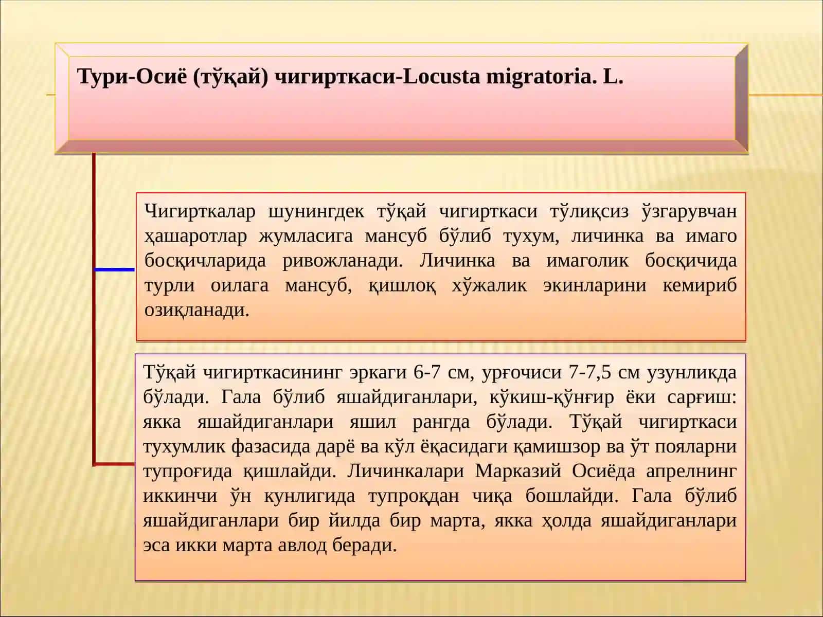 Чигирткаларнингжахонда10000 га яқин тури бўлиб,Марказий Осиёда 500 тури мавжуд. Ўрта Осиёда 66 та оиласи ва 262 тури бўлиб, улар ичида Осиё чигирткаси ҳаммахўрдир. Чигирткалар тупроққа кўзача ясаб тухумларини кўзачалар ичига жойлаштиради. Бу зараркунандалар чала ўзгарувчан бўлиб, 4-5 марта пўст ташлаб имогонал фазага ўтади. Булар бутун ботаник оилага мансуб ўсимликлар билан озиқланади. Лекин уларнинг яхши кўрган озуқаси бошоқли ўсимликлар бўлиб, улар билан яхши озиқланади 4