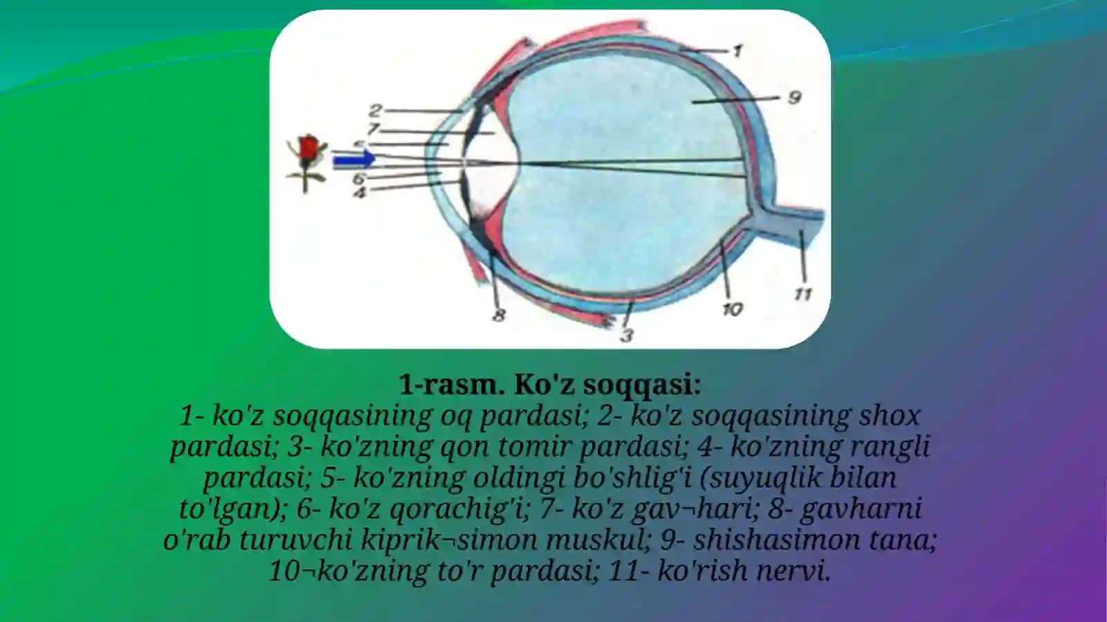 Ko’zning tuzilishi va funksiyasi 4