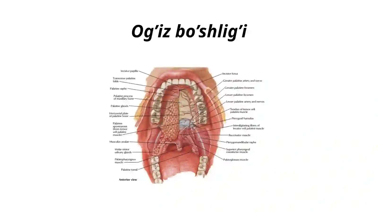 Og‘izbo‘shlig‘i,tishlar,ularningyoshgaqarabo‘zgarishi.Til,so‘lakbezlari,yumshoqtanglay,ularningyoshgaqarabo‘zgarishi.Xalqum,Pirogovxalqasi,Qizilungach,qorinbo‘shlig‘ia’zolarihaqidaumumiyma’lumot.Me’da.Ingichkavayo‘g‘onichak:tuzilishi,farqlari,yoshgaqarabo‘zgarishi 4