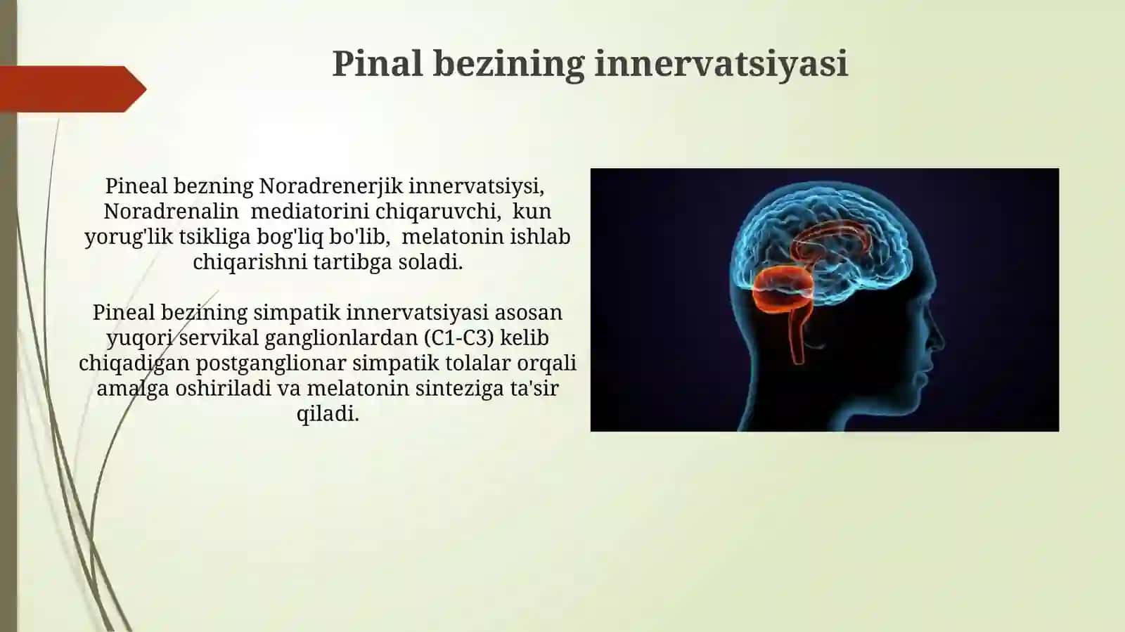 Epifizning ultrastrukturaviy tashkil etilishi va funktsiyalari. Gipotalamus neyrosekretsiyasi 4