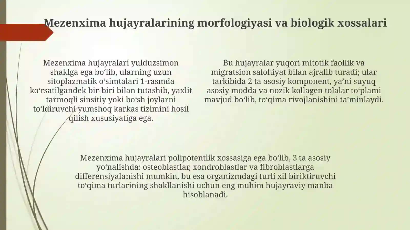 Mezenximaning tuzilishi va ahamiyati 4