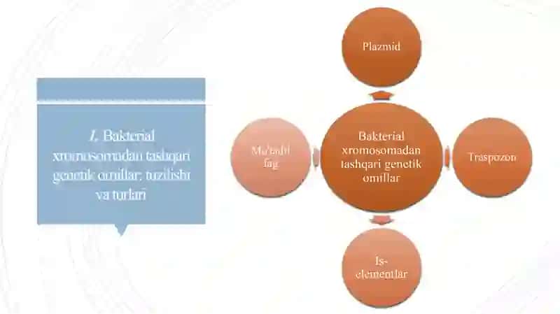 Bakterial irsiyatning xromosomadan tashqari omillari 4