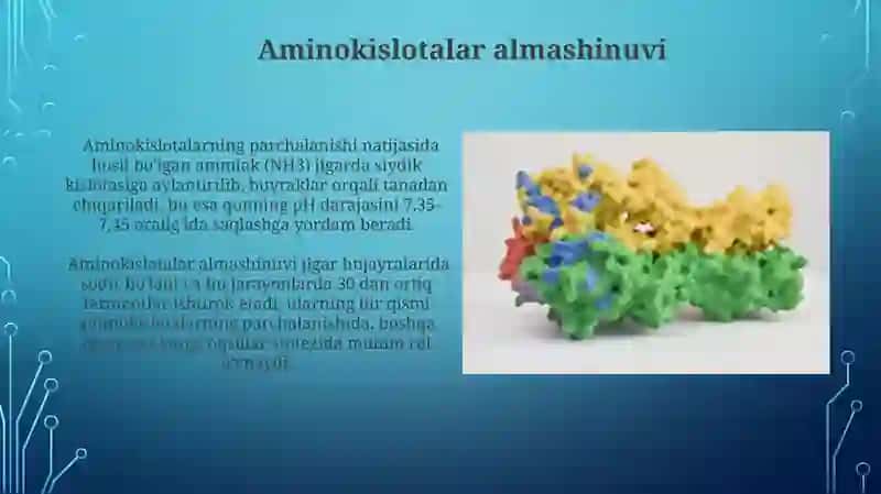 Oqsillar almashinuvi biologik ahamiyati 4