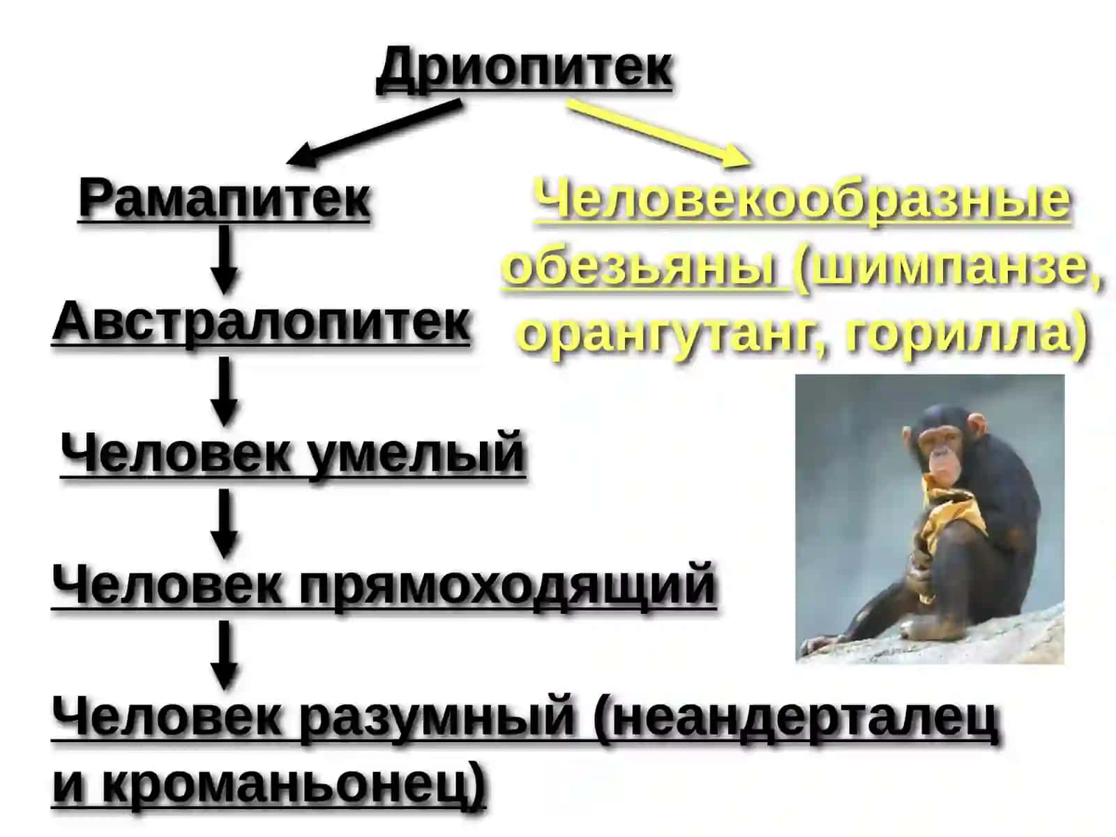 ЭВОЛЮЦИЯ ЧЕЛОВЕКА 4