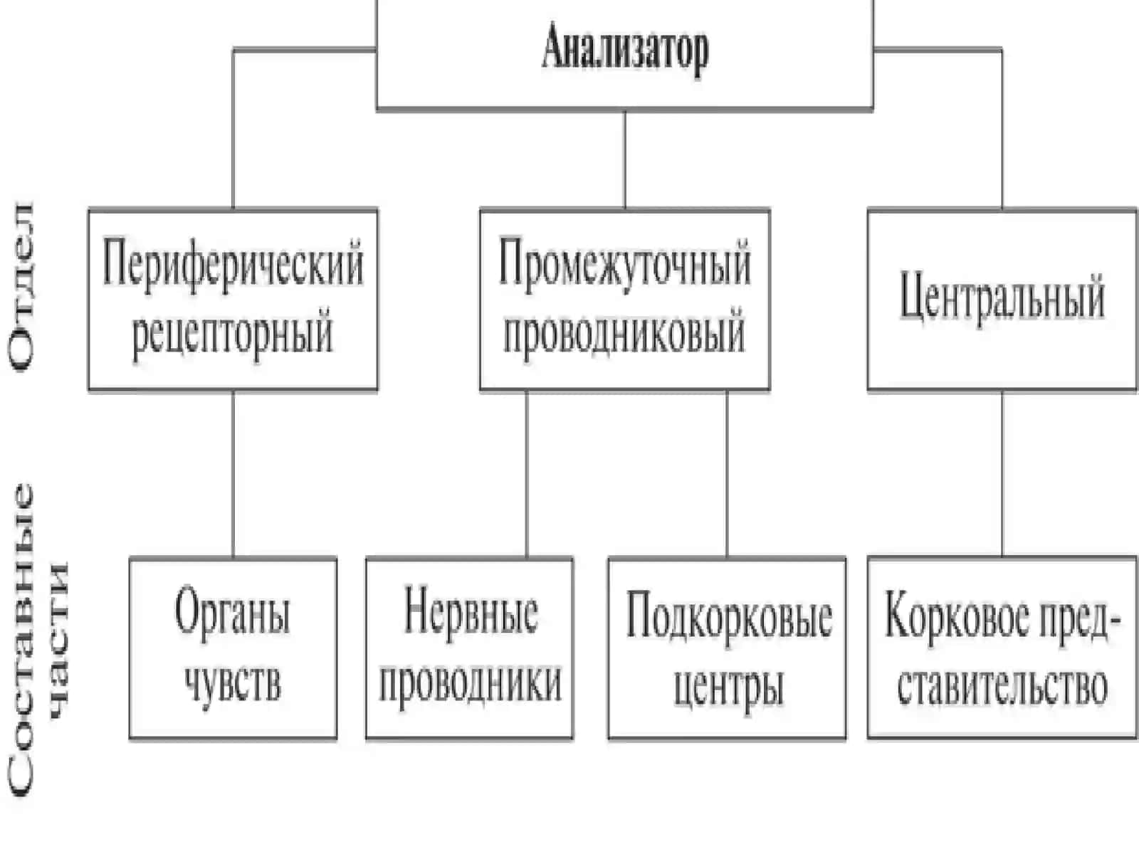 Органы чувств. Зрительный анализатор. Орган обоняния 4