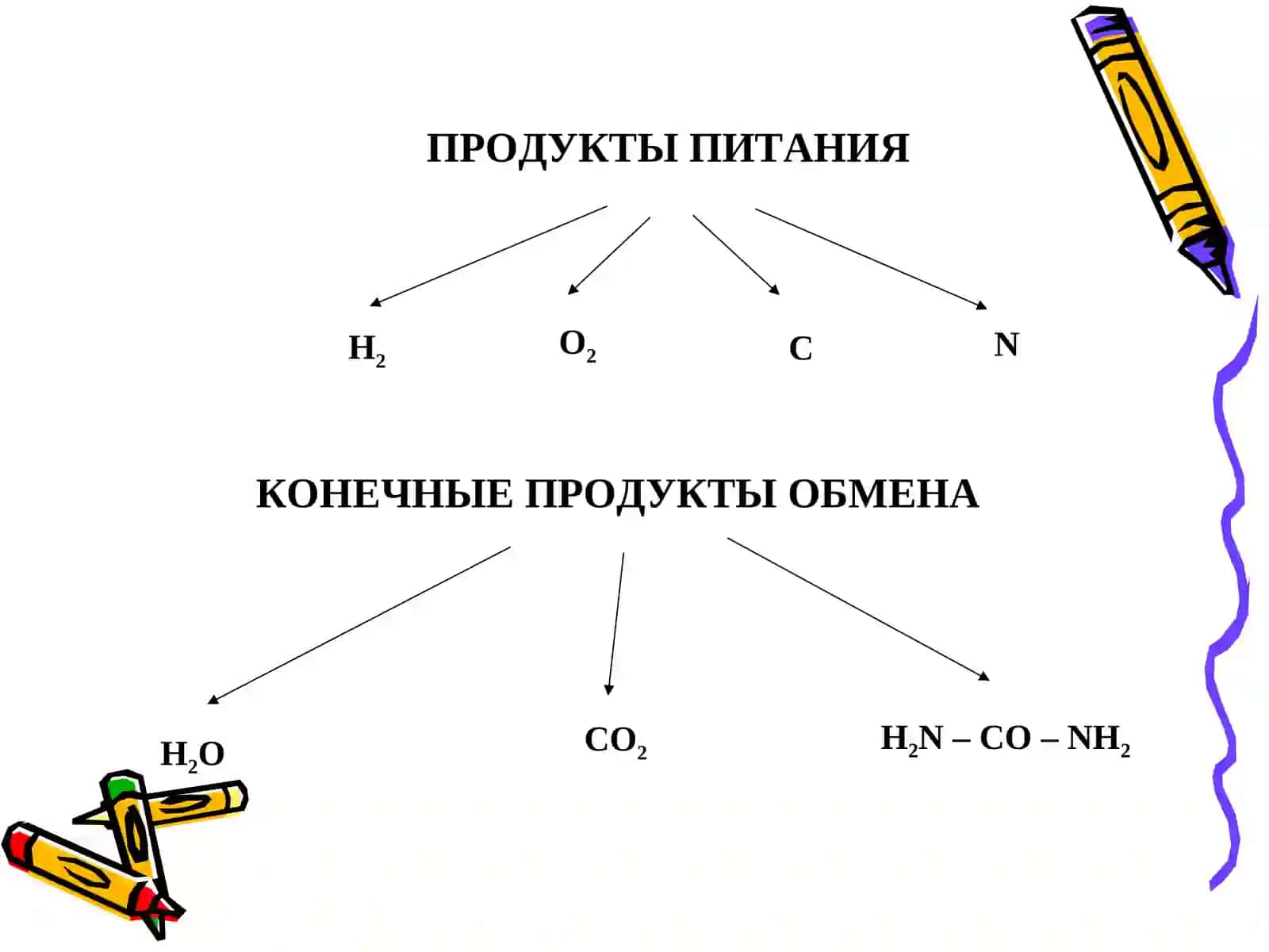 ВВЕДЕНИЕ ВОБМЕН ВЕЩЕСТВ БИОЛОГИЧЕСКИЕМЕМБРАНЫ 4
