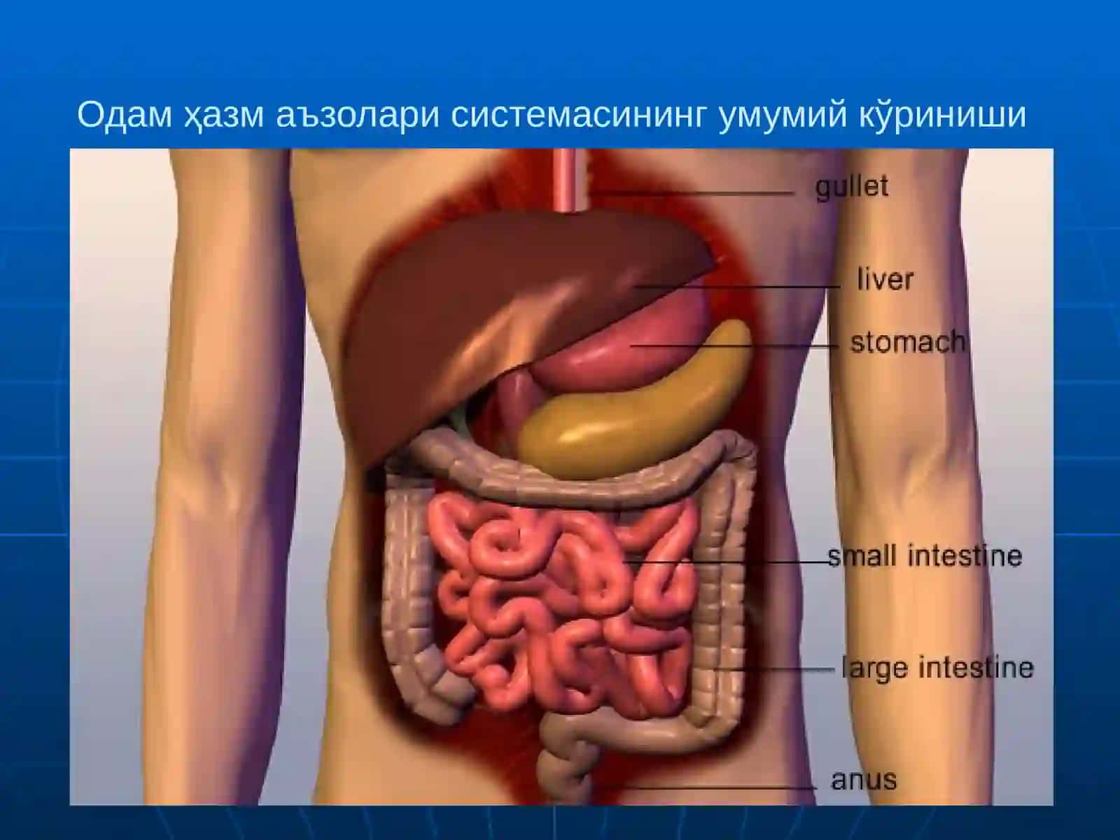 Анатомия.Клиник анатомия кафедраси 4