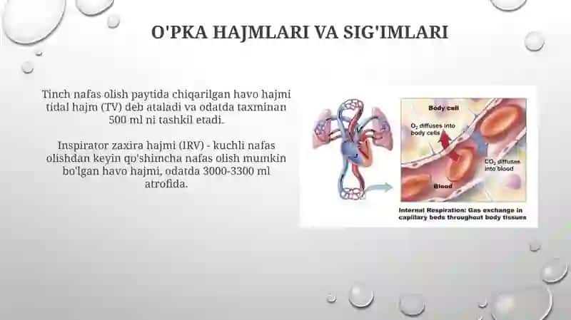 Nafasolish fizialogiyasi va gaz almashinuvi 4