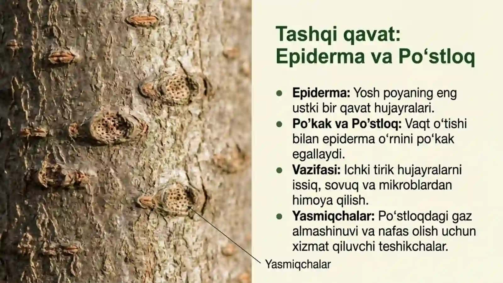 Poyaning ichki tuzilishi 4