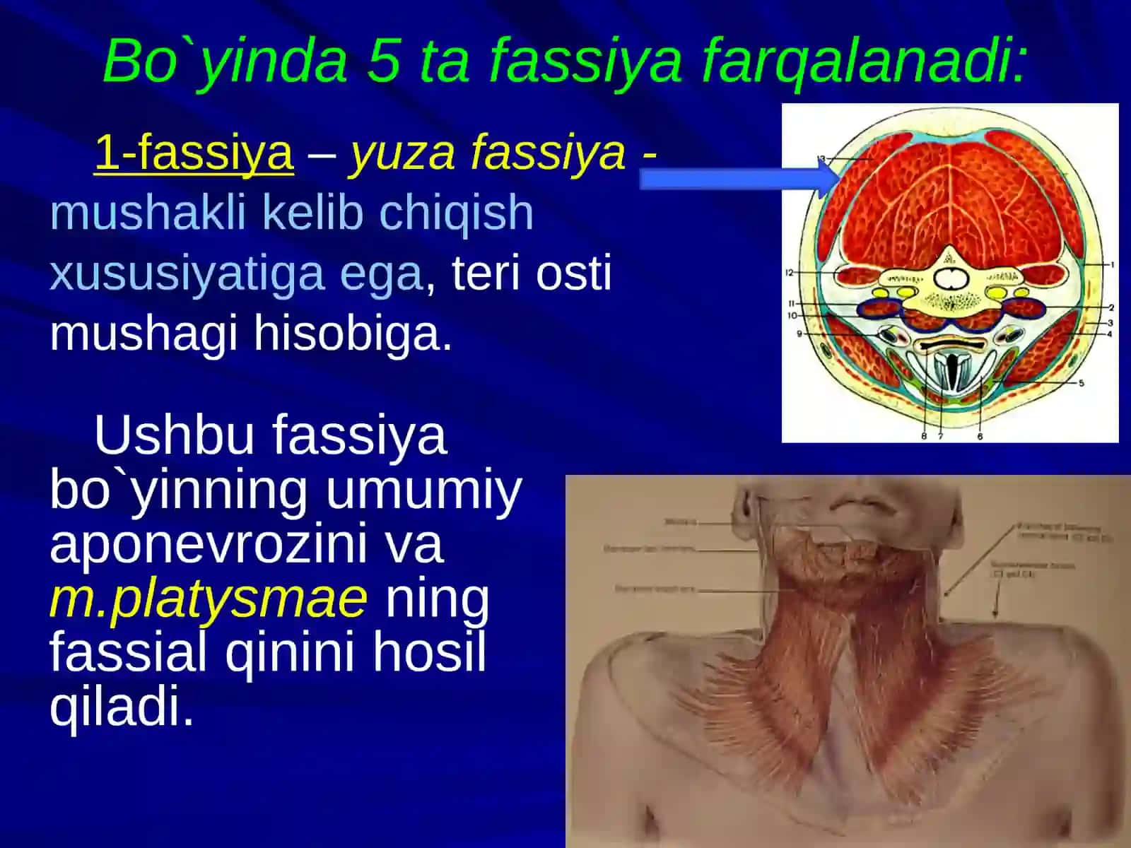 Bo‘yin soxasining jarrohlik anatomiyasi: soxalarga bo‘linishi, qavatma–qavat topografiyasi, Shevkunenko bo‘yicha bo‘yin fassiyalari, fassiyalararo bo‘shliqlari va ularning amaliy ahamiyati 4