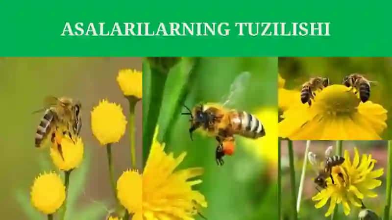 PARDAQANOTLILAR TURKUMI: ASALARILAR 4