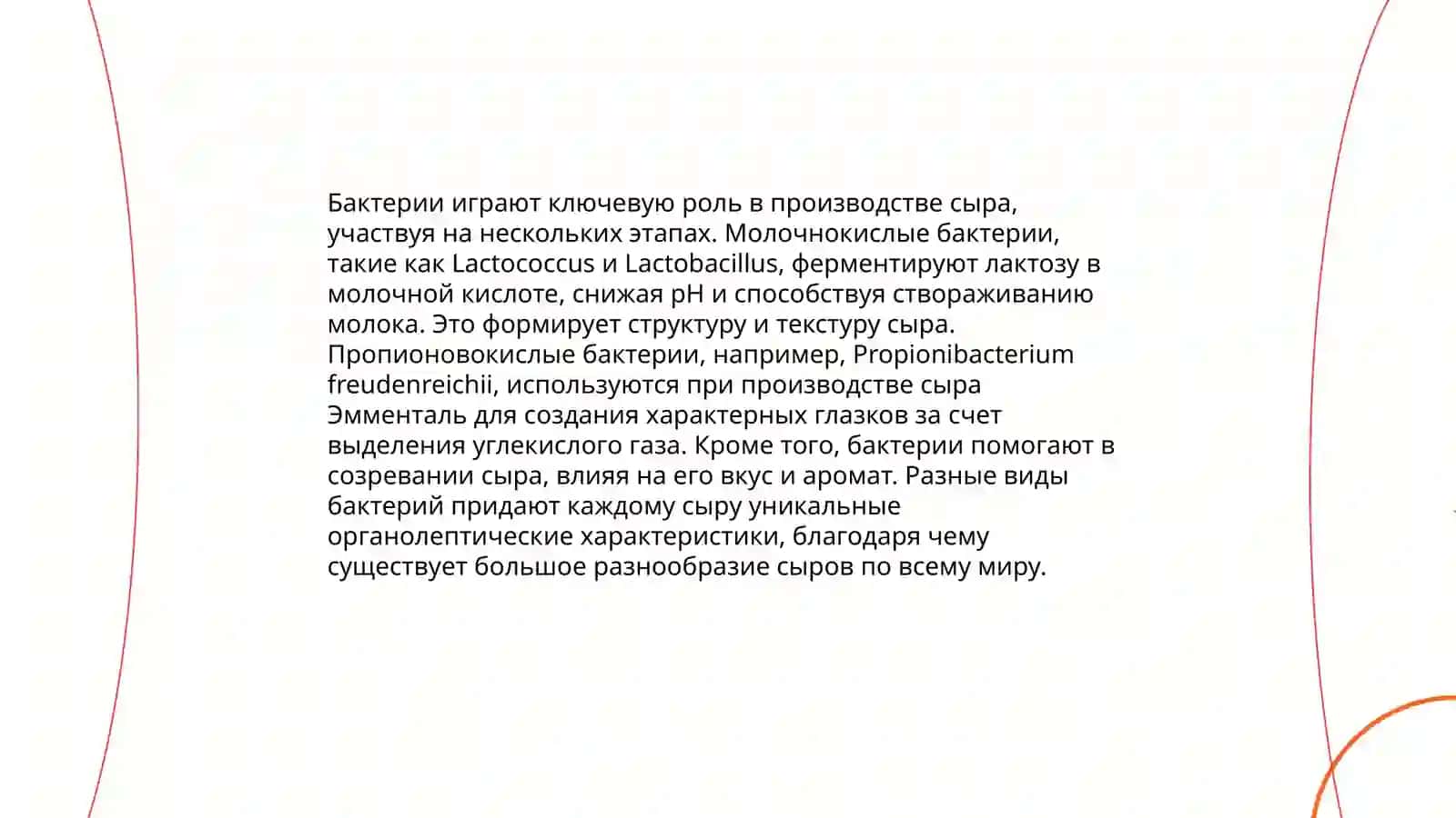 Ролл микроорганизмов пышевой промышленности (производство сыра) 4
