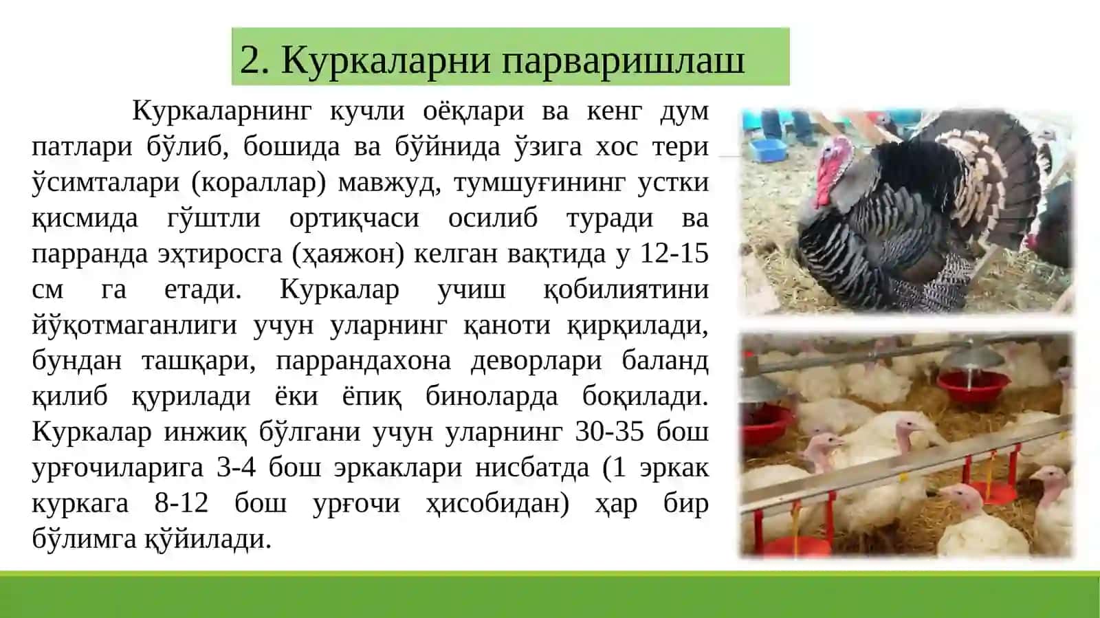 Куркаларнинг биологик хусусиятлари ва куркачиликни ривожлантириш истиқболлари 4