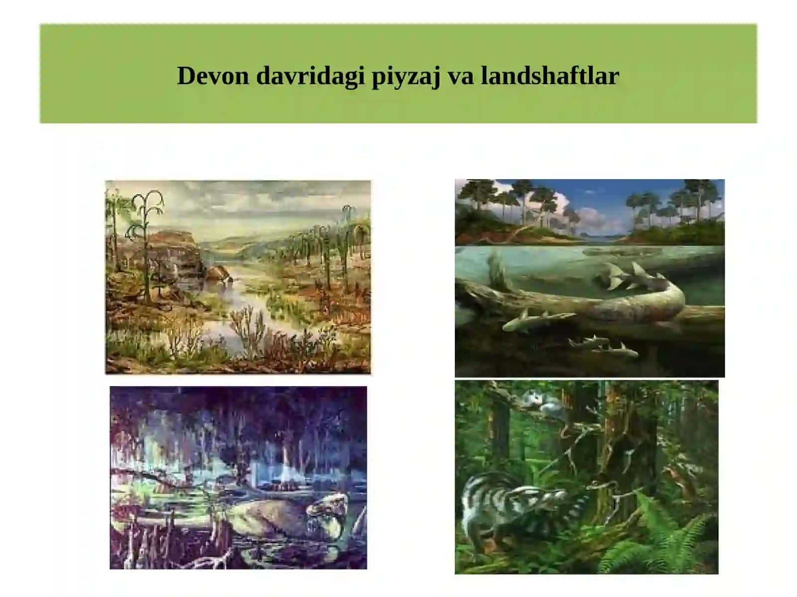 Qirqbo'g'imtoifa - Equisetophyta o’simliklar 4