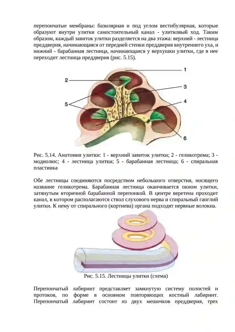 Клиническая анатомия внутреннего уха 4