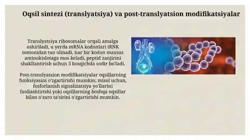 Odam organizimida oqsillarining biokimyoviy o'zgarishi 4
