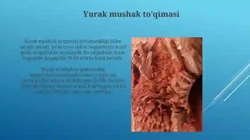 Suyak va Muskul toʻqimasi 4