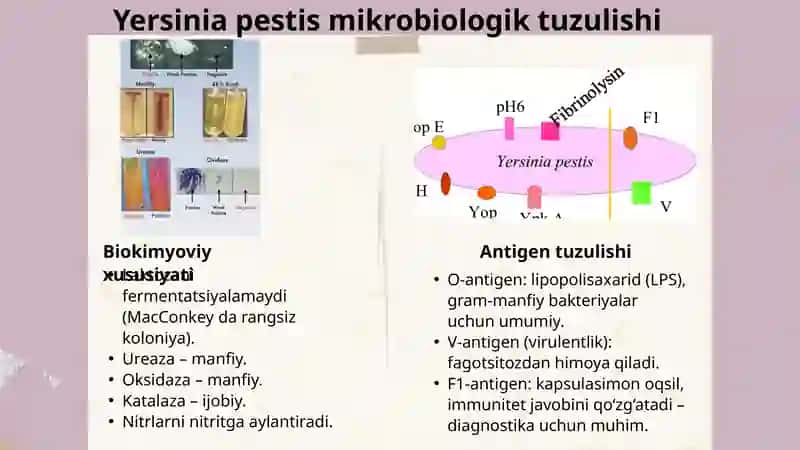 Yersenia pestis,Francisella tularensis Keltirib Chiqargan Kasaliklar Patogenezi 4