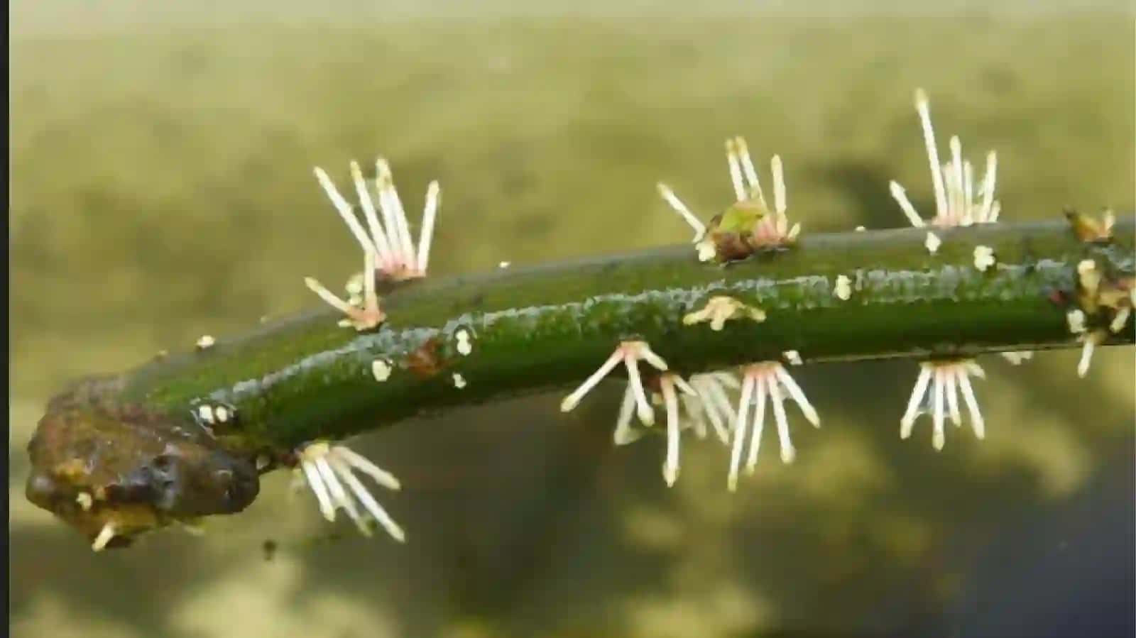 O'simliklarning ko'payishi va seleksiyasi 4