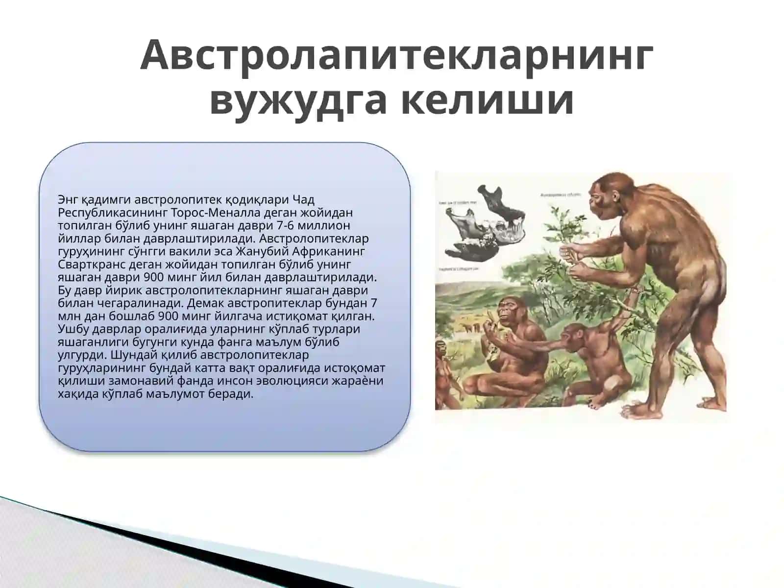 Гоминидлар эволюциясининг илк босқичи. Австролопитеклар. 4