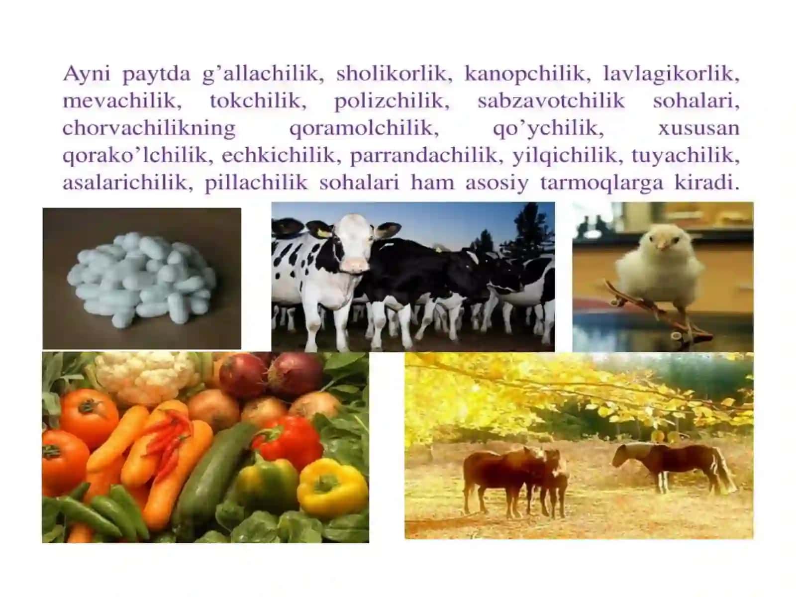 Qodirova Mohiraning Tarixfanidan Mustaqilishi 4
