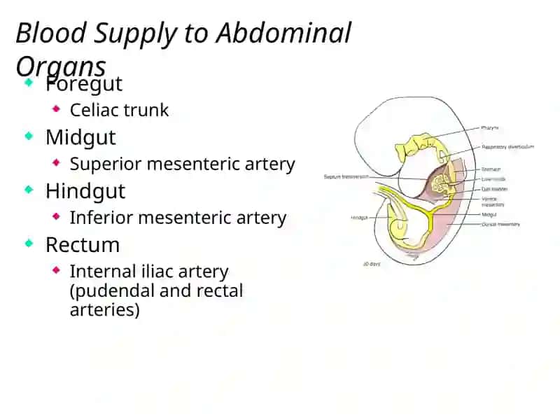 The Abdomen 4