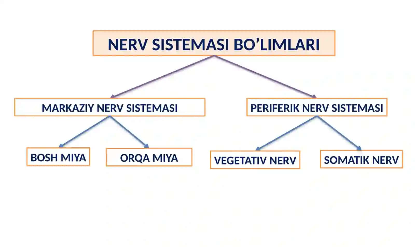 NERV TIZIMINING FIZIOLOGIYASI VA YOSHGA OID XUSUSIYATLARI 4