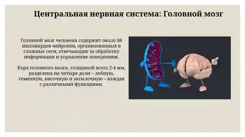 Nerv sistemasi va uning ichki tuzilishi 4