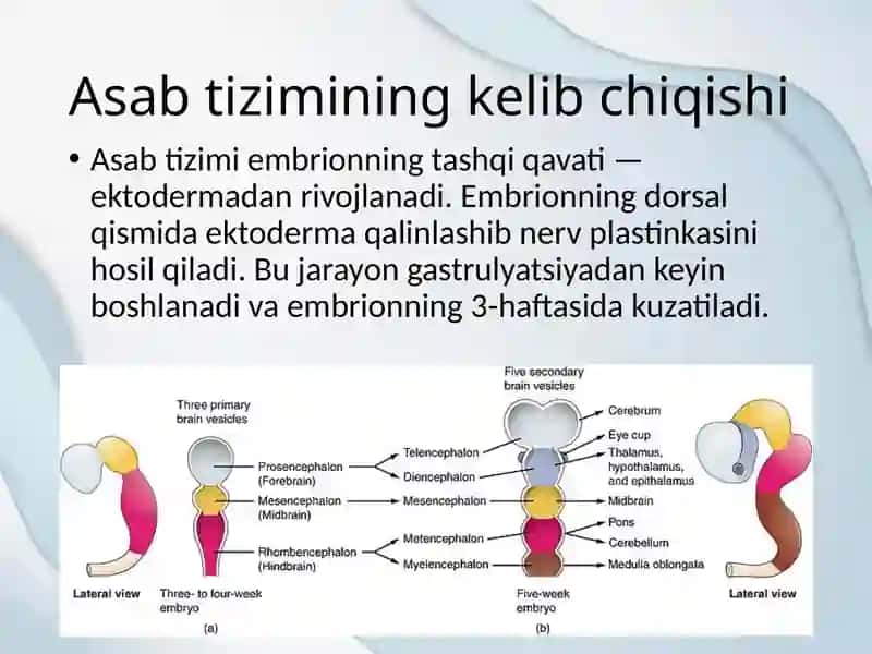 Asab tizimining ontogenezi 4