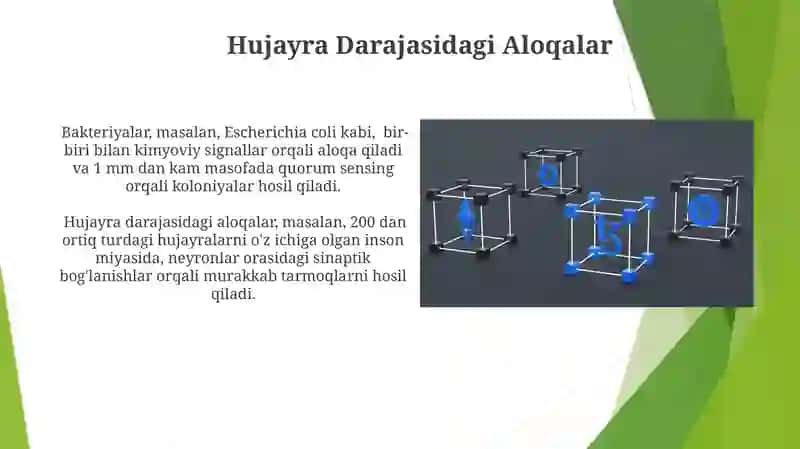 Biologik Integratsiya va Funktsiyasi 4