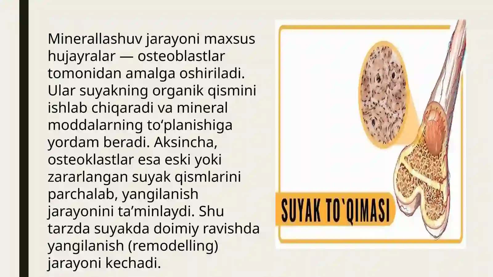 Suyak toʻqimalarining minerallashuvi, uning tartibga solinishi va buzilishlari. 4