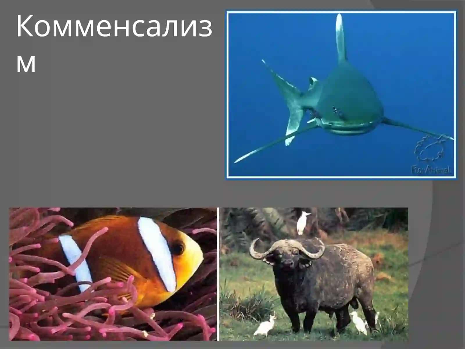Взаимоотношения между организмами 4