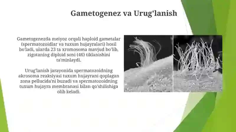 Embrional rivojlanishning umumiy qonuniyatlati 4