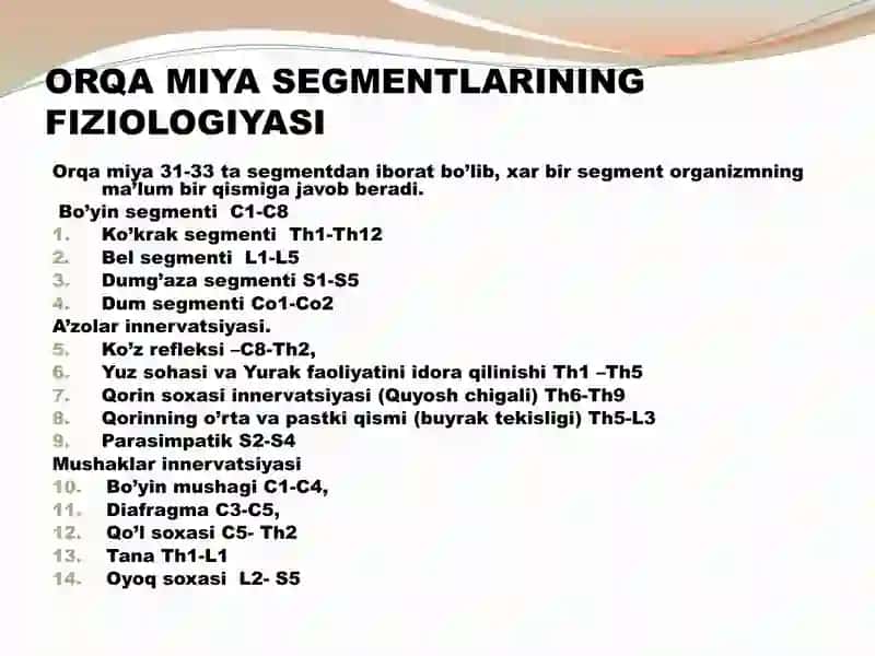 Orqa miya, uzunchoq miya, o‘rta miya va oraliq miya fiziologiyasi 4