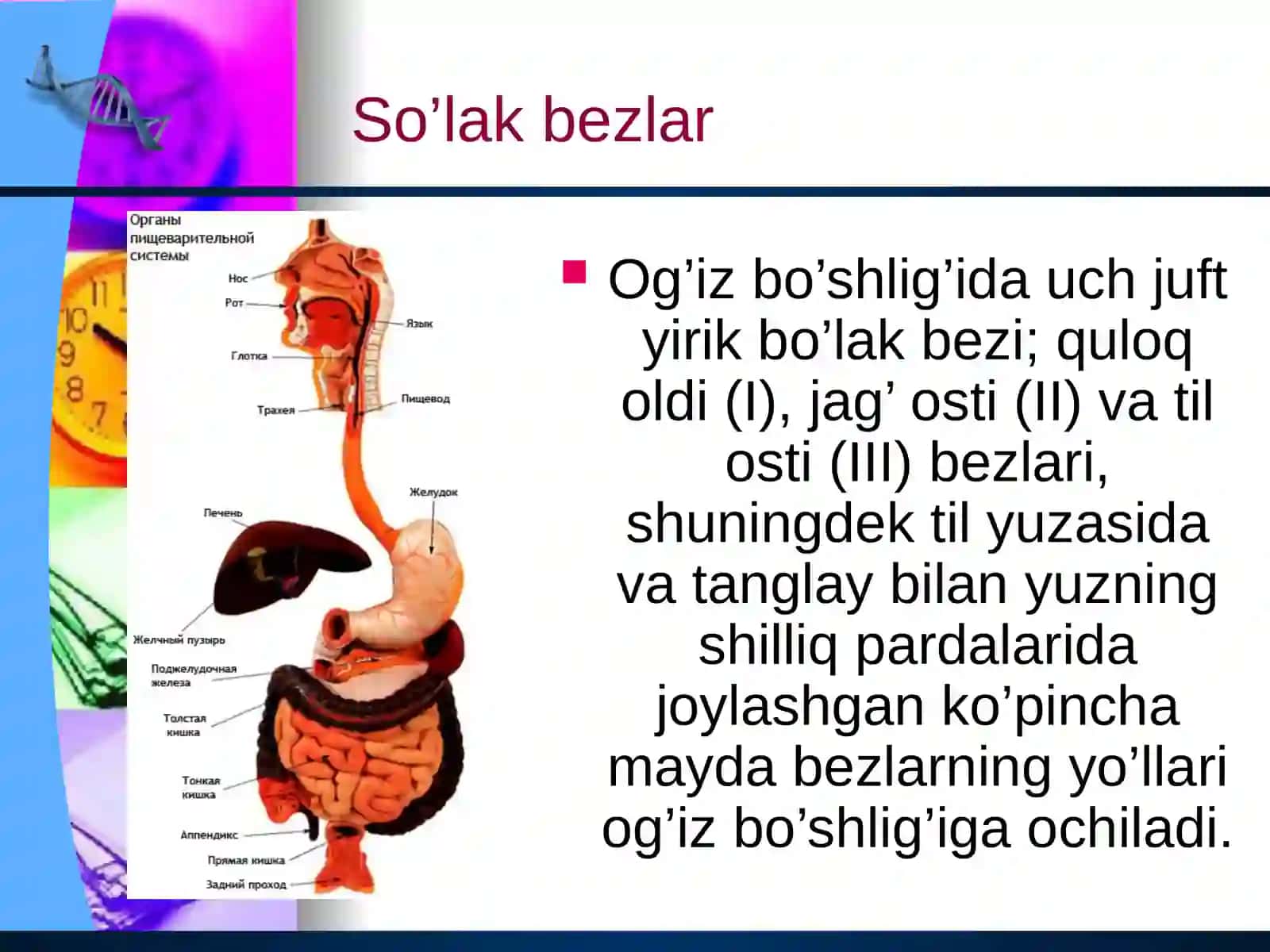 Ovqat hazm qilish.pptx 4