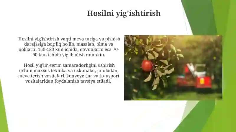 Mevalar. Mevali bogʻlar barpo etish 4
