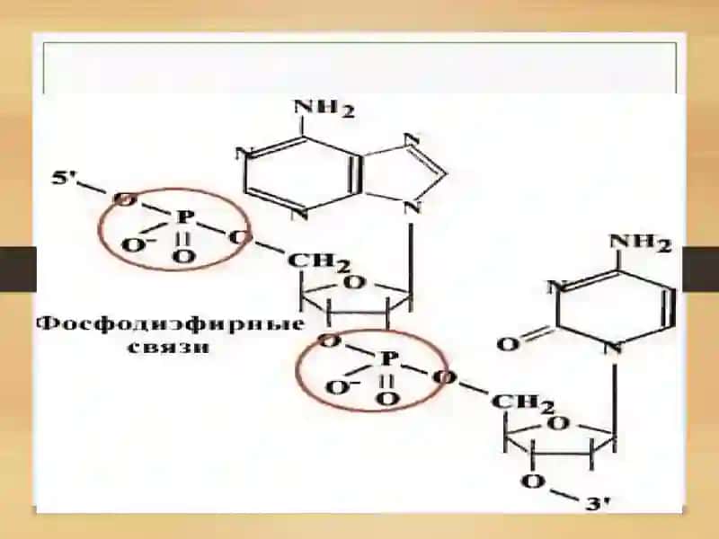 НУКЛЕОТИДЛАР АЛМАШИНУВИ 4