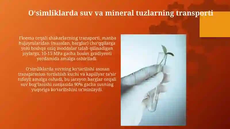 O‘simliklarda moddalar tashiluvi 4