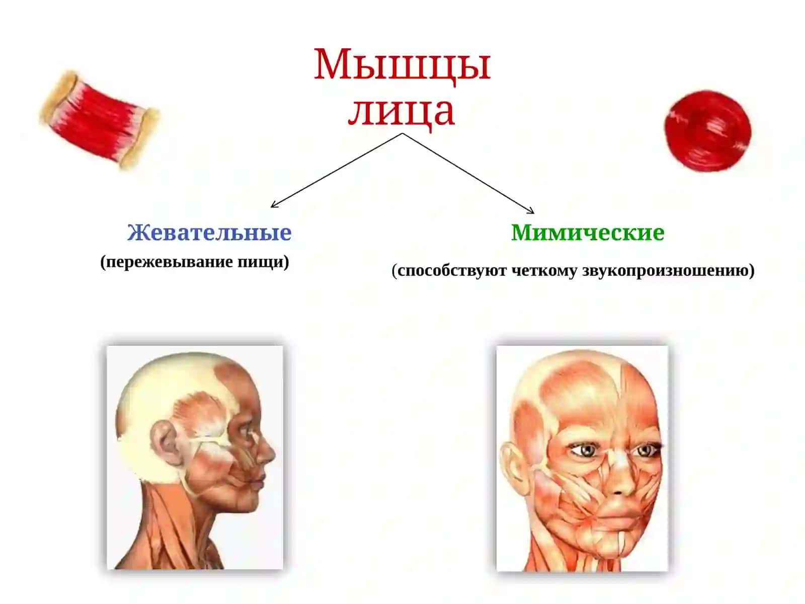 Артикуляция, окклюзия, их виды. Понятие относительного физиологического покоя нижней челюсти 4