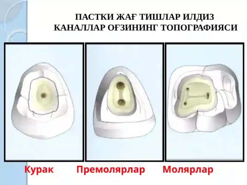 Илдиз каналларини тозалаш ва шакллантириш 4