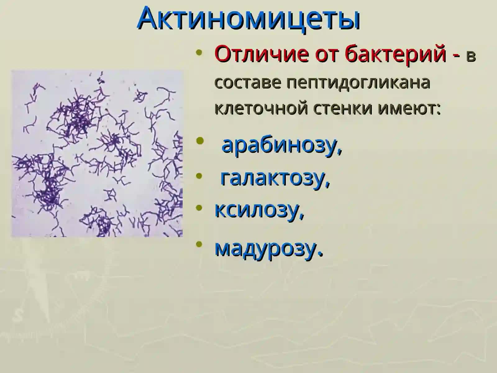 Микроорганизмларнинг таркиби ва классификацияси 4