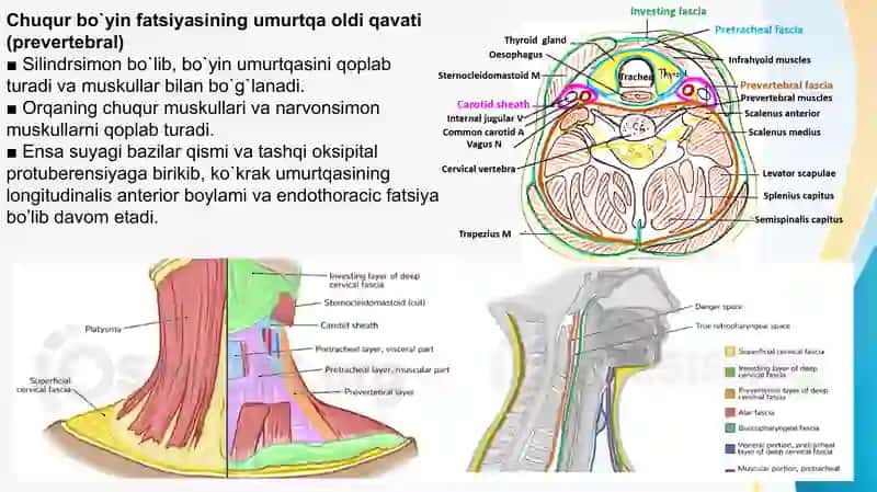 Chuqur bo’yin fasiyasi, Prevertebral yoki chuqur bo’yin mushaklari. 4